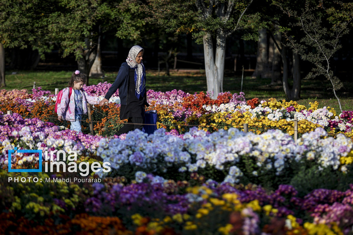 جشنواره گل‌های داوودی