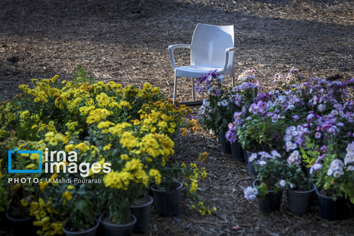 جشنواره گل‌های داوودی