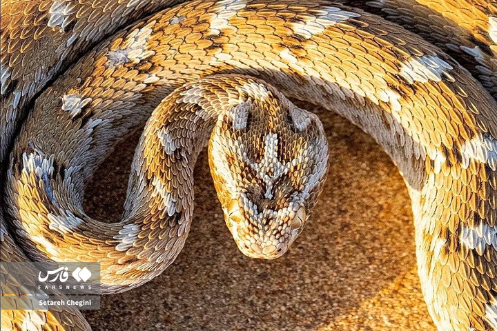 افعی جعفری در شنزارهای ایران