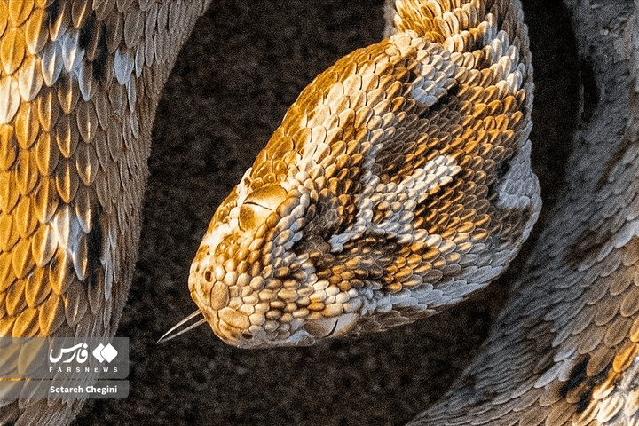 افعی جعفری در شنزارهای ایران