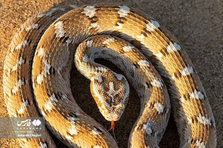 افعی جعفری در شنزارهای ایران