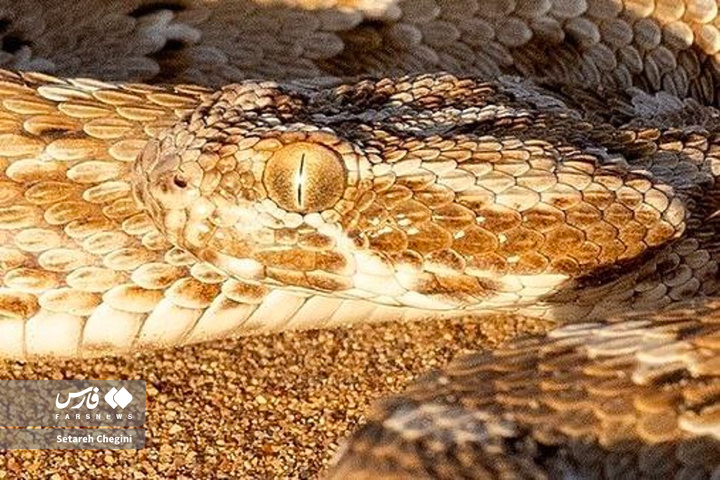 افعی جعفری در شنزارهای ایران