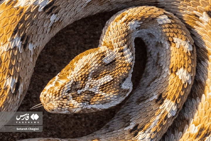 افعی جعفری در شنزارهای ایران