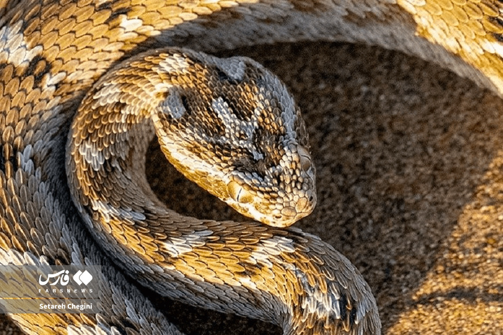 افعی جعفری در شنزارهای ایران