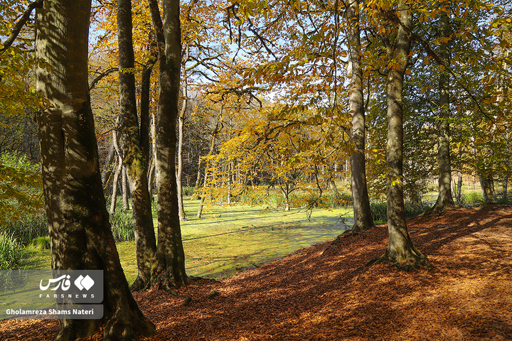 پاییز «مُرداب دِریوک»کلاردشت