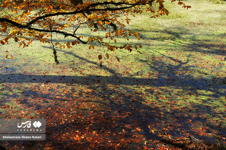 پاییز «مُرداب دِریوک»کلاردشت