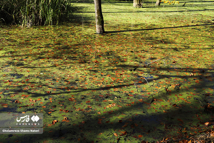 پاییز «مُرداب دِریوک»کلاردشت