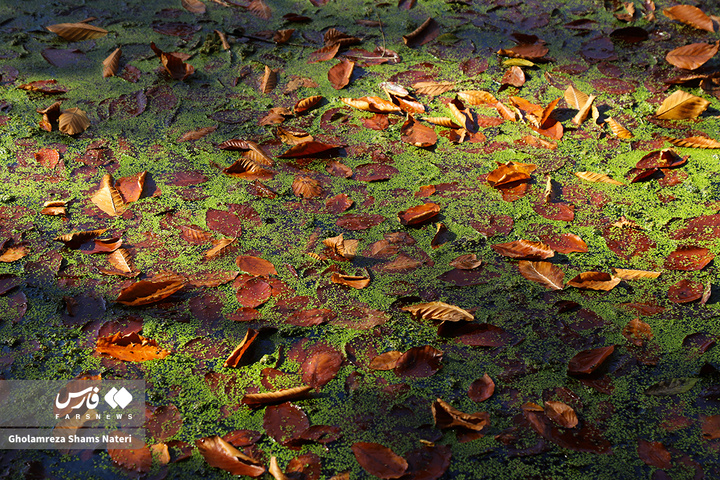 پاییز «مُرداب دِریوک»کلاردشت