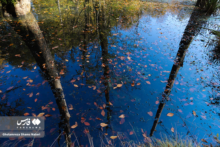 پاییز «مُرداب دِریوک»کلاردشت