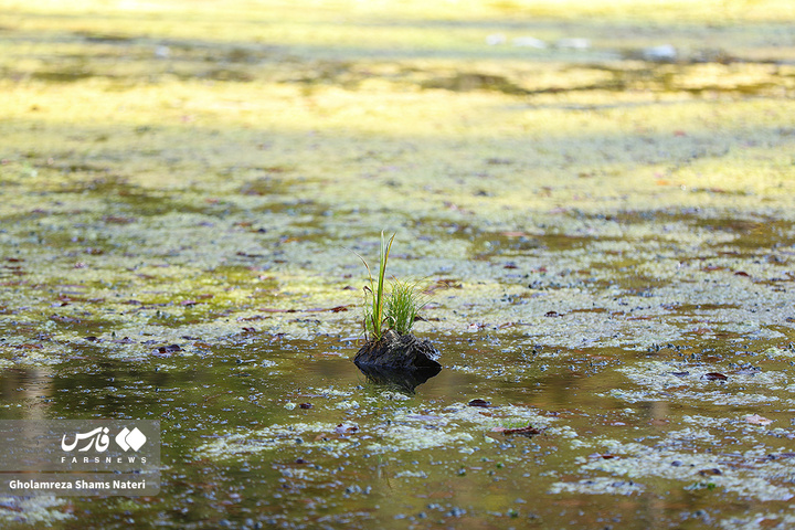پاییز «مُرداب دِریوک»کلاردشت