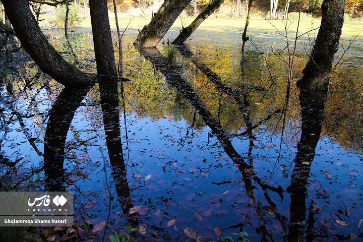 پاییز «مُرداب دِریوک»کلاردشت