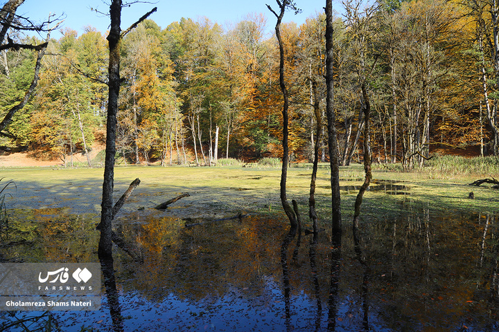 پاییز «مُرداب دِریوک»کلاردشت