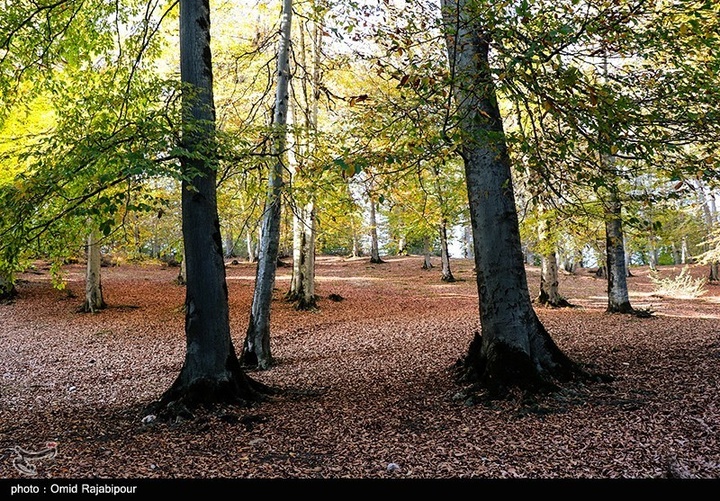 طبیعت پاییزی -گیلان