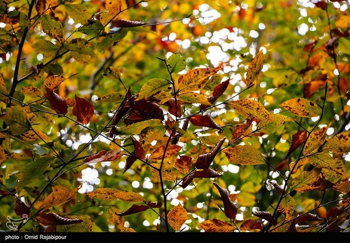 طبیعت پاییزی -گیلان