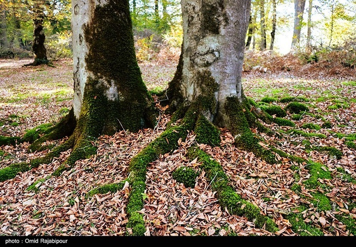 طبیعت پاییزی -گیلان