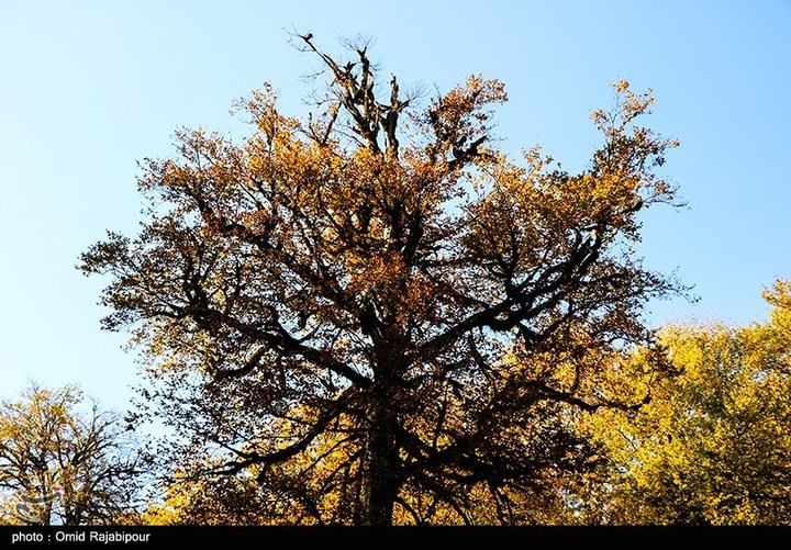 طبیعت پاییزی -گیلان