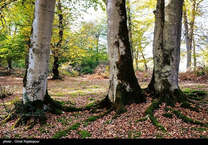 طبیعت پاییزی -گیلان