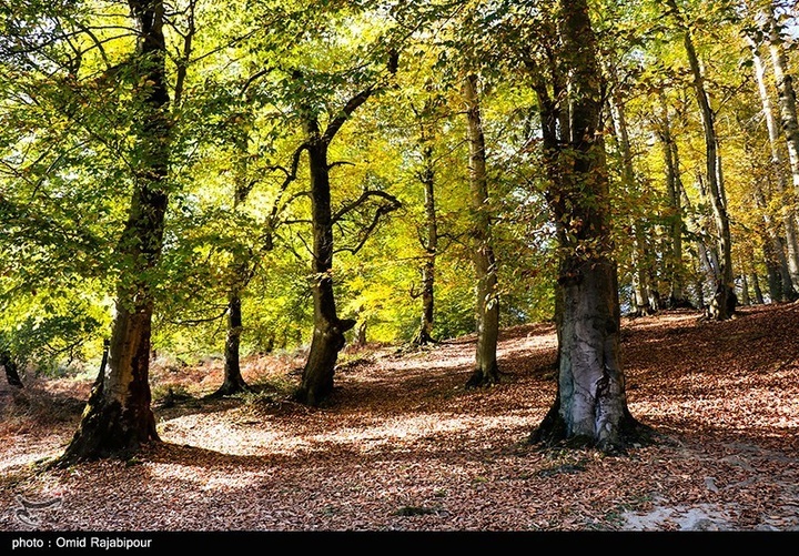 طبیعت پاییزی -گیلان