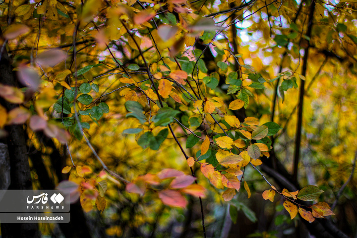 اردبیل زیر چتر رنگ‌ها