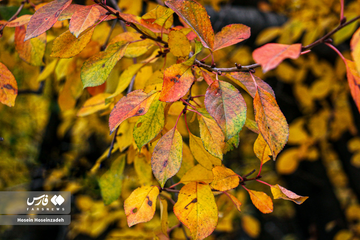 اردبیل زیر چتر رنگ‌ها