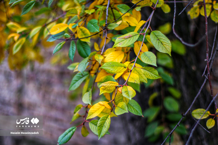 اردبیل زیر چتر رنگ‌ها