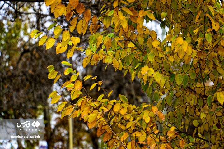 اردبیل زیر چتر رنگ‌ها