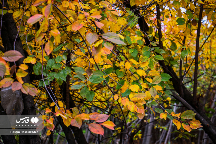 اردبیل زیر چتر رنگ‌ها