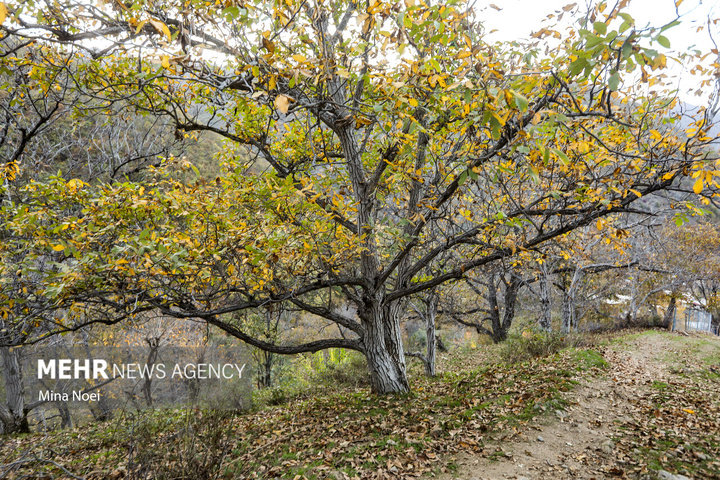 طبیعت پاییزی روستای نمنق