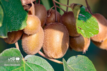 برداشت کیوی صادراتی در گیلان