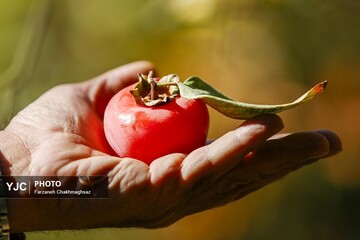 فصل شیرین خرمالو