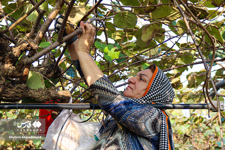 برداشت کیوی صادراتی در گیلان