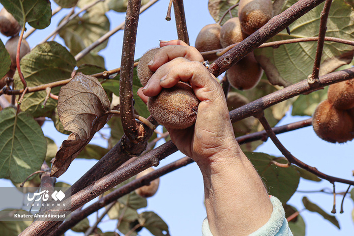 برداشت کیوی صادراتی در گیلان