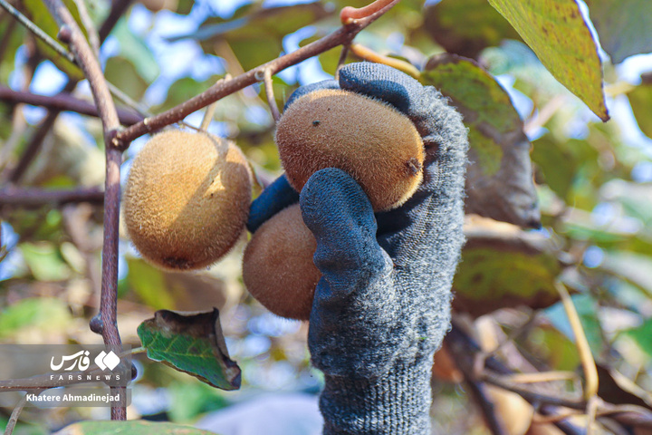 برداشت کیوی صادراتی در گیلان