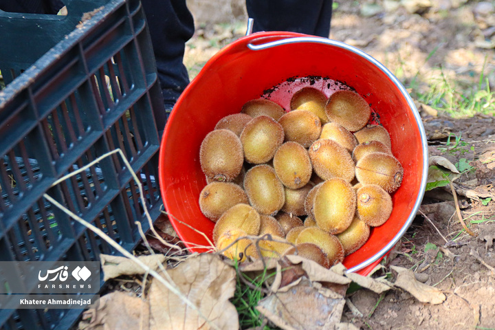 برداشت کیوی صادراتی در گیلان