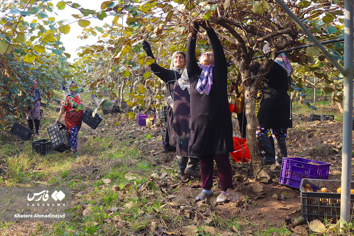 برداشت کیوی صادراتی در گیلان