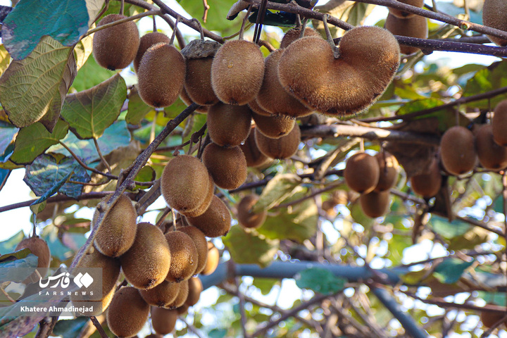 برداشت کیوی صادراتی در گیلان