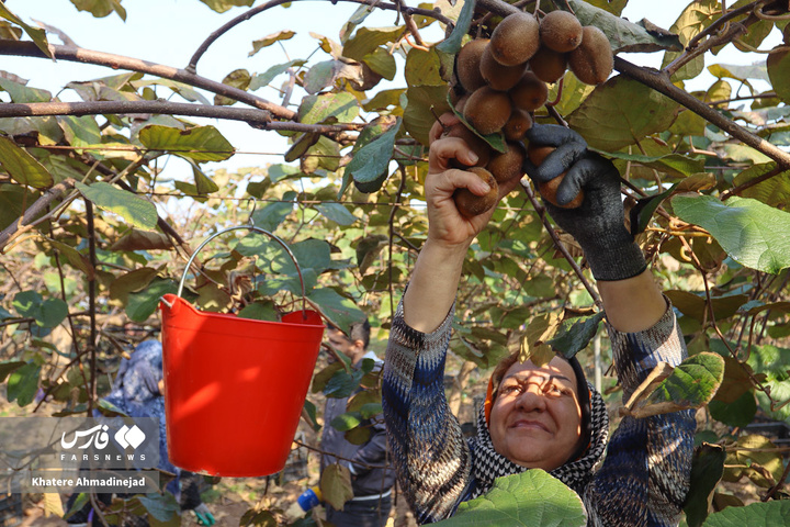 برداشت کیوی صادراتی در گیلان