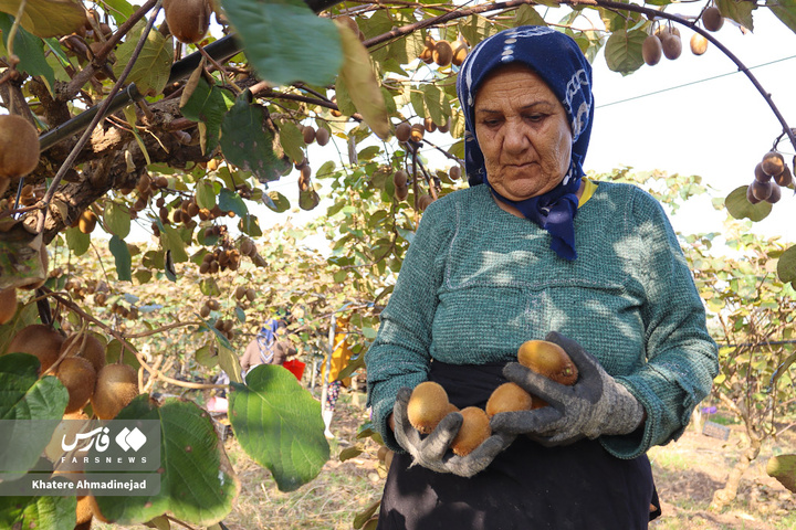 برداشت کیوی صادراتی در گیلان