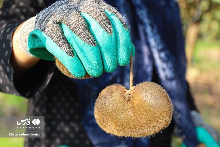 برداشت کیوی صادراتی در گیلان