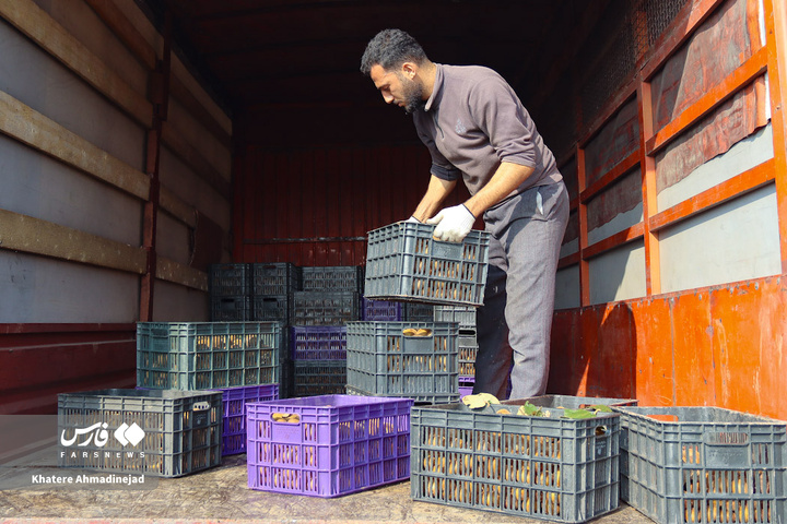 برداشت کیوی صادراتی در گیلان