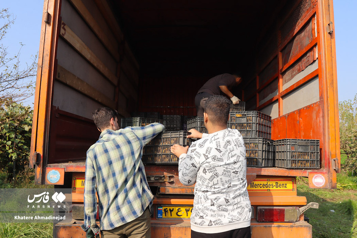 برداشت کیوی صادراتی در گیلان