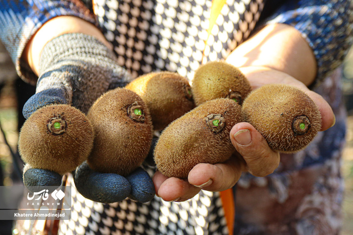 برداشت کیوی صادراتی در گیلان