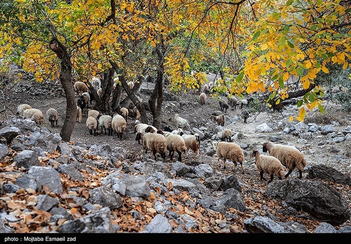 طبیعت پاییزی دره خان ارومیه