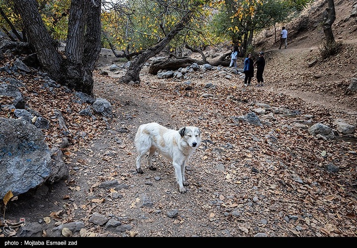 طبیعت پاییزی دره خان ارومیه