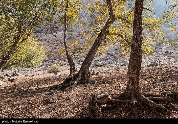 طبیعت پاییزی دره خان ارومیه