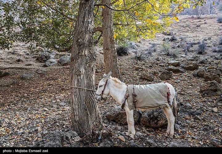 طبیعت پاییزی دره خان ارومیه