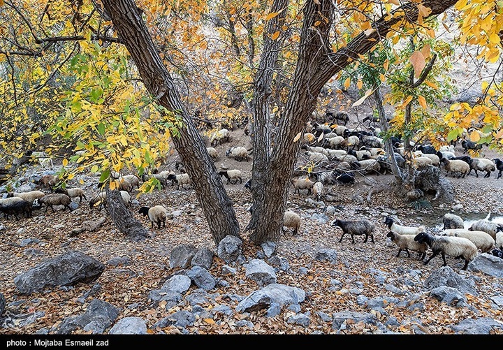 طبیعت پاییزی دره خان ارومیه