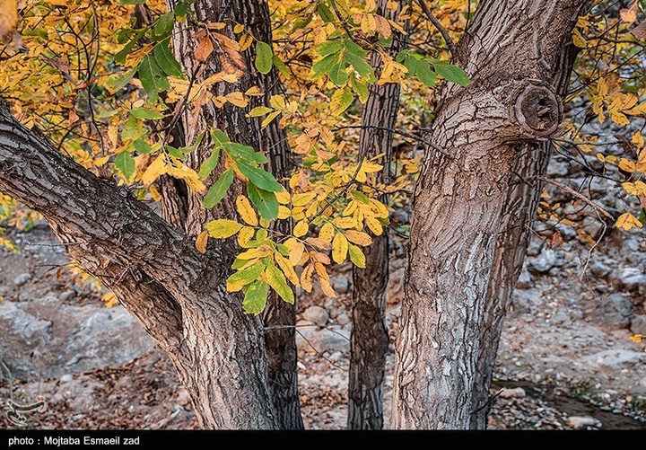 طبیعت پاییزی دره خان ارومیه