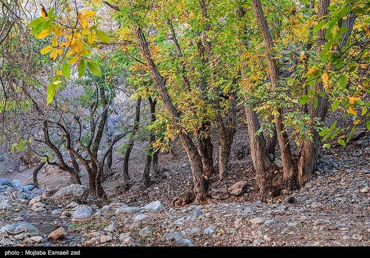 طبیعت پاییزی دره خان ارومیه
