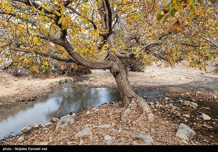 طبیعت پاییزی دره خان ارومیه
